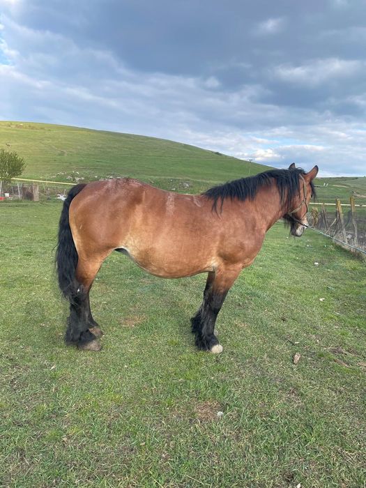 Vând iapă gestantă de 8 pe 9 ani