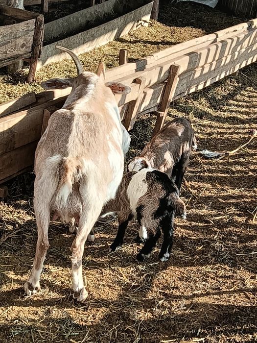 Сутті орыс ешкілер сатылады