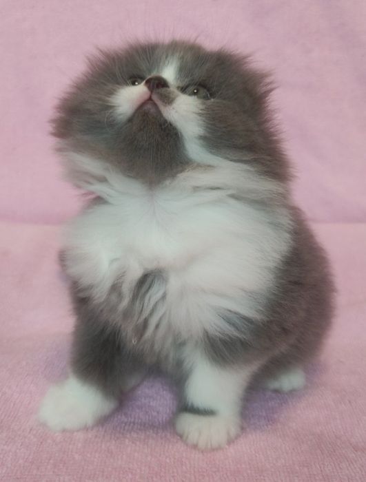 Хайленд-фолд, мальчик!