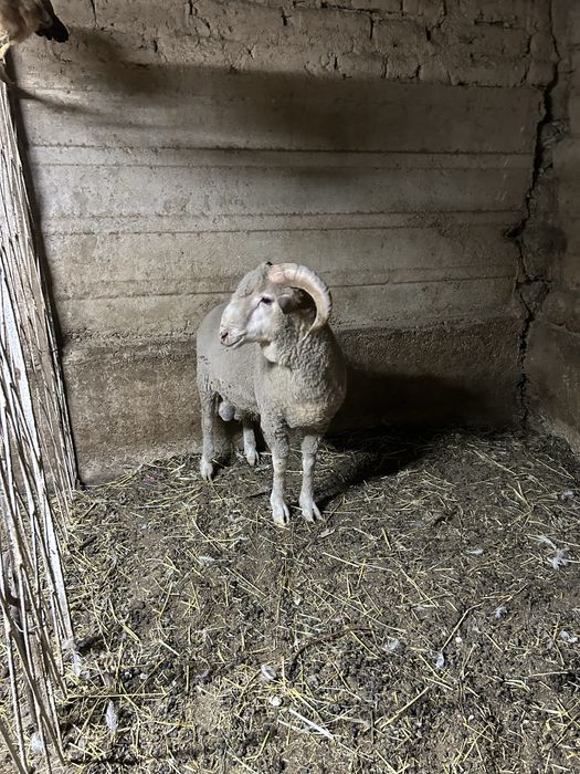 Продам барана (меринос)