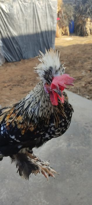 Xoʻroz Tovuqlarga kafolat beriladi