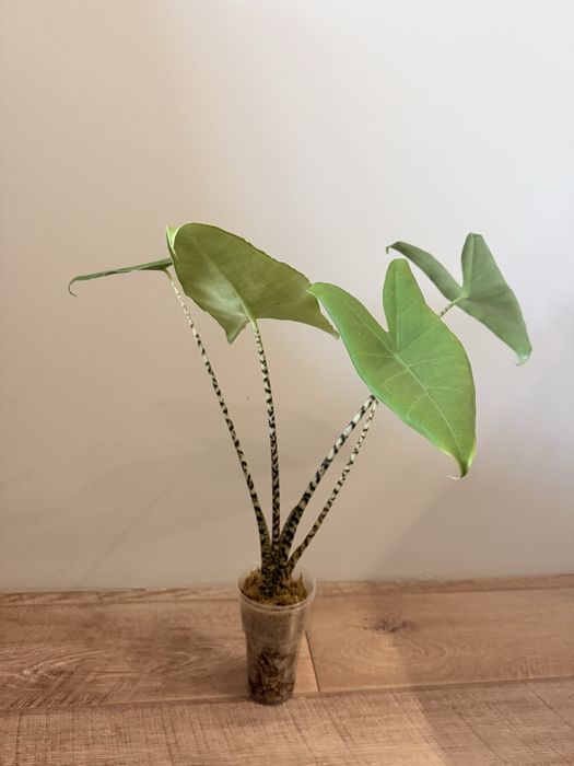 Продам Алоказию Зебрина