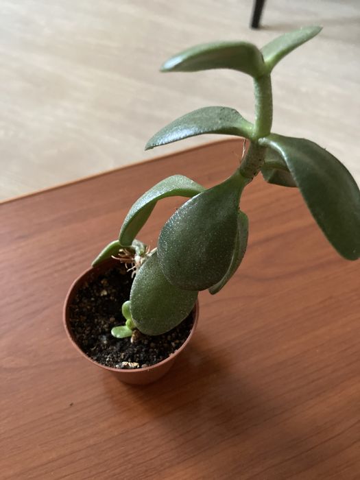 денежное дерево толстянка разные продам