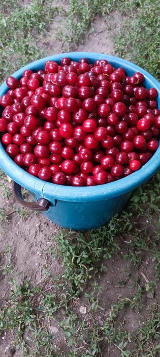Продам вишню свежую