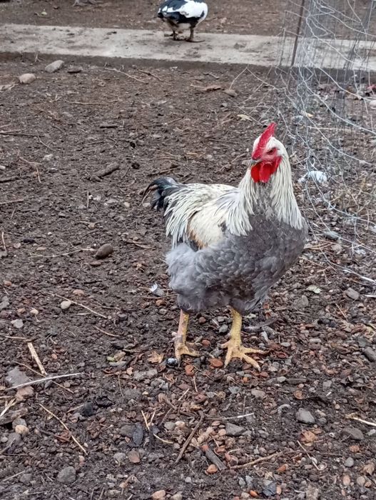 Cocosi de vânzare!