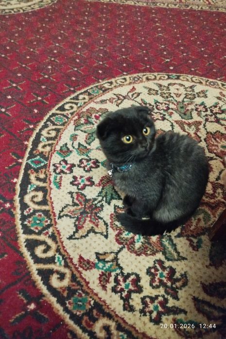 Продаю кошечку Шотландско-вислоухая в хорошие руки