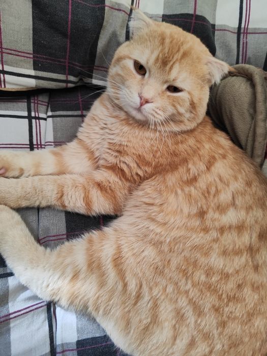 Mushuk, шотландский, кот, zotdor mushuk, Shotlandskiy.     KELISHILADI