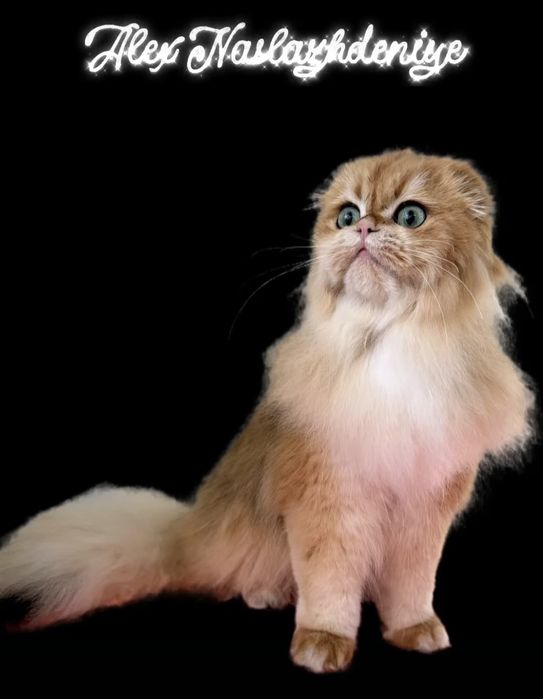 Золотая шиншилла