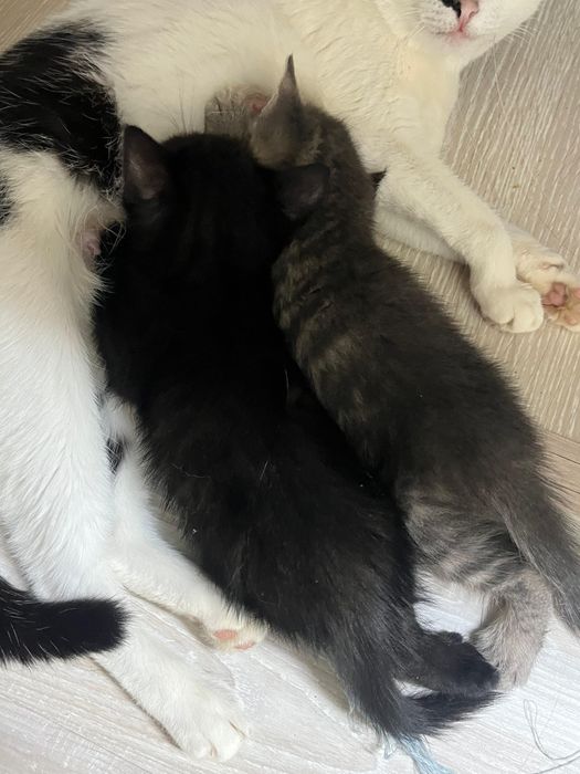 Отдам котят в добрые руки.