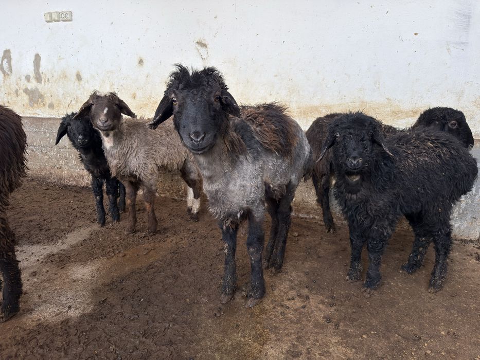 Қозылар бар келісіммен