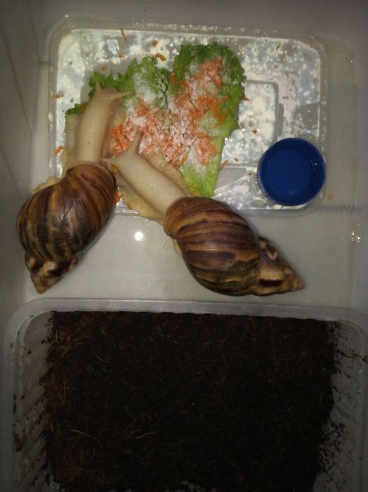 Косметологические Улитки ахатины