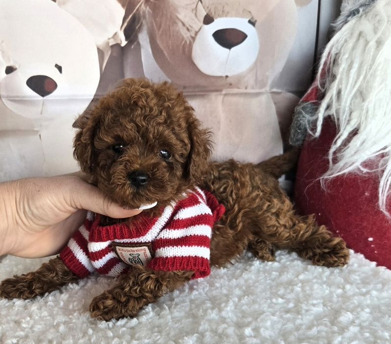 Пудел тийкъп ,пудел той с родословие