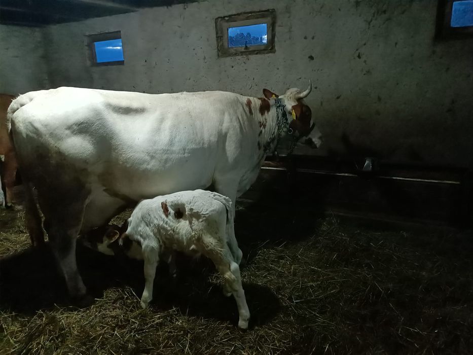 Vând vaca balțata românească