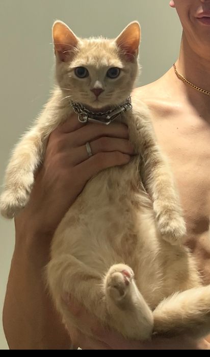 Отдам котенка!!!