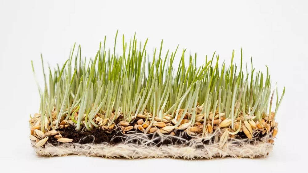 Выращивание пшеницы на гидропонике