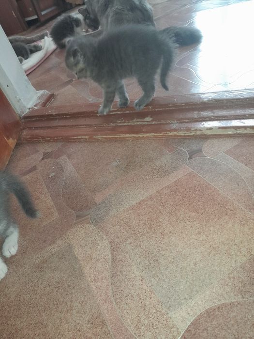 Маленькие котята шарики