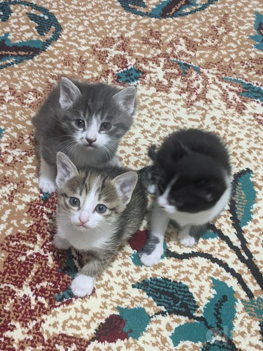 Котята даром 40 дней