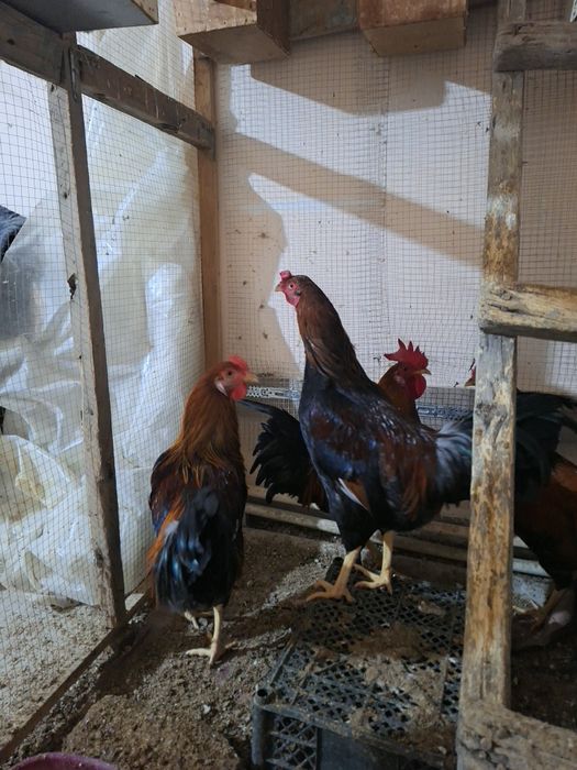 Соглом 7 ойлик хурозлар сотилади