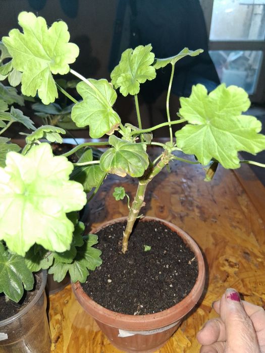 Продавам сортови пеларгонии