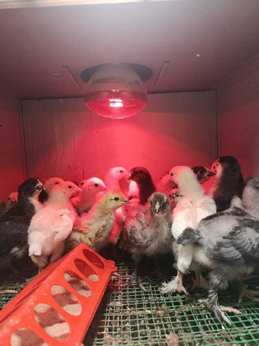 Продам домашних цыплят