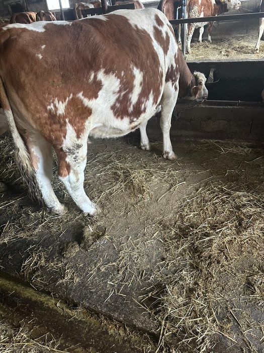 Junincă de vânzare!