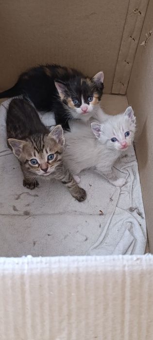 Котята бесплатно 1 месяц