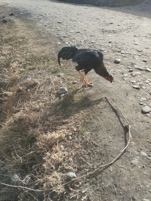 Dakan xuroz sotiladi