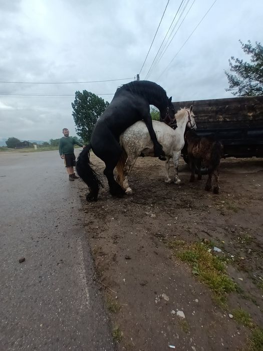 Vând frizean bună pentru  mont sau schimb cu vaci sau auto