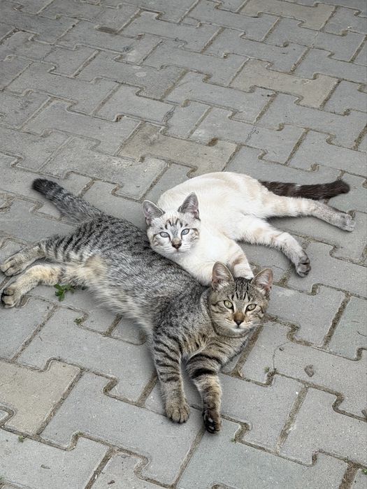 Подрощенные котята в добрые руки