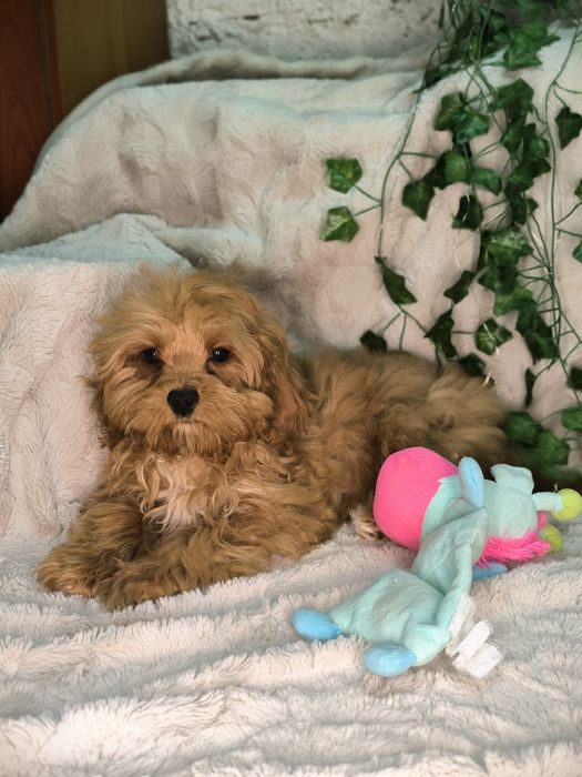 Vand fetita Cavapoo  red F1