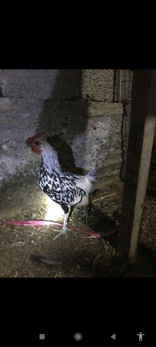 Сибрайт сатылады