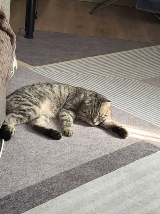 Отдам кота в хорошие руки