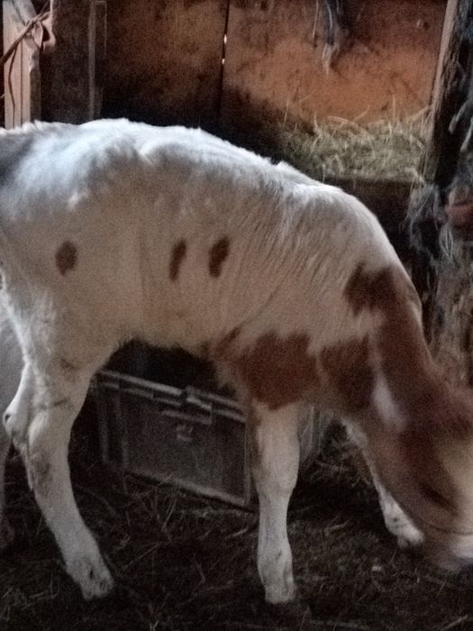 Vînd vitea de o luna