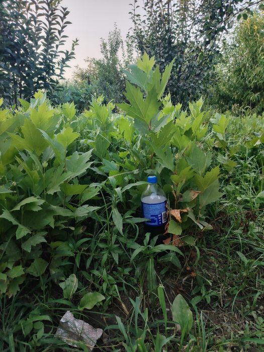 Chinor sensasi чинор сенсаси сотилади