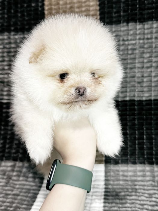 Щенки Цверг шпица