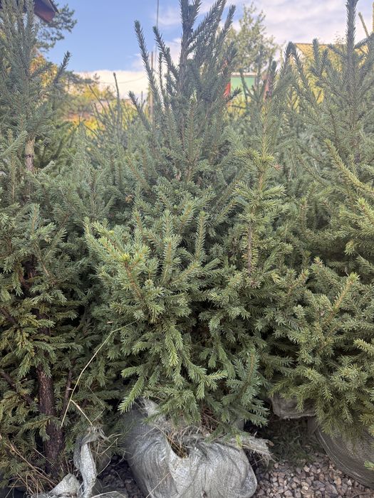 Продам Сибирскую Ель