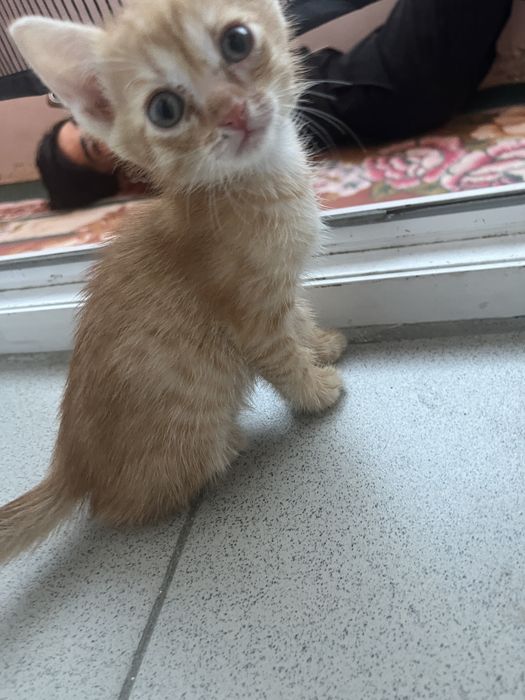 Отдам котят хорошие руку