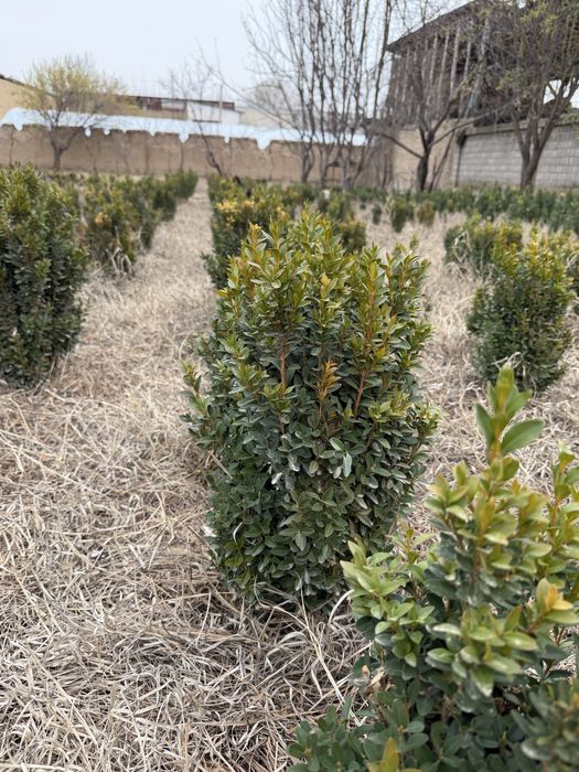 Shamshod шамшод kõchatlar