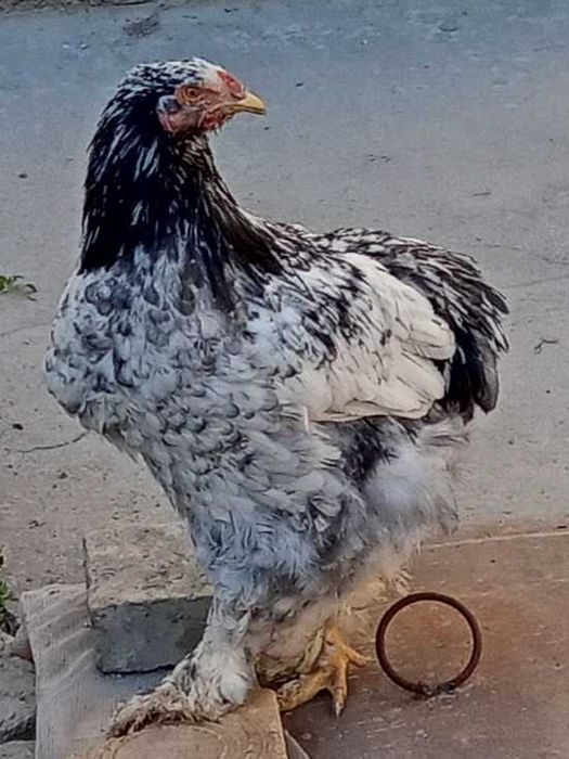 Цыплята Хан-Хяп и молодки разных пород