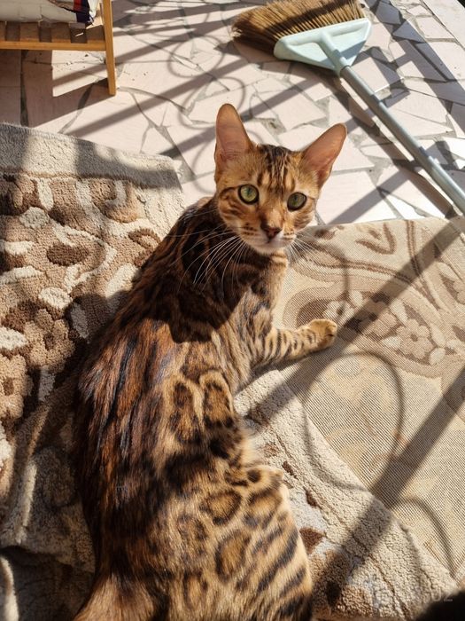 Бенгальский  кот чистокровный