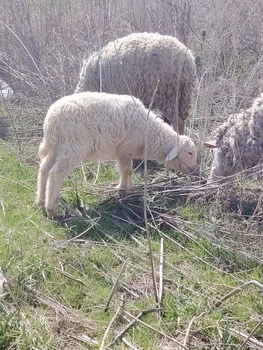 Бараны ягненок козы