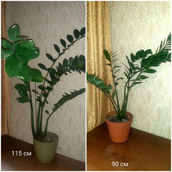 Антуриум, замиакулькас  и др. Распродажа