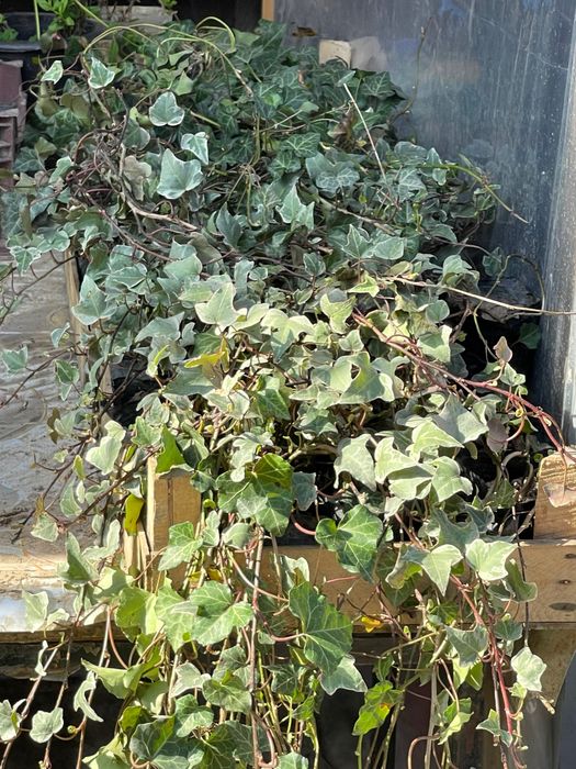 Плющ вечнозелёный