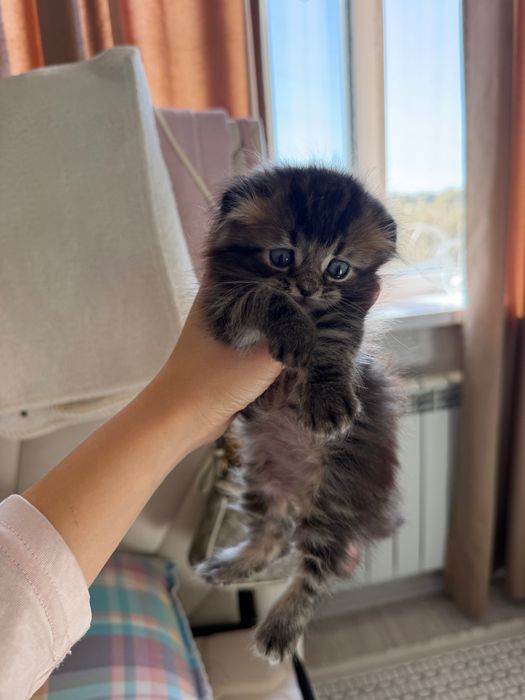 Котята британскик