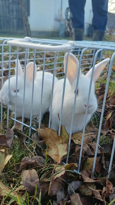 iepuri cap de leu pitic