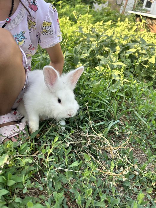 Кролик живой, декоративный