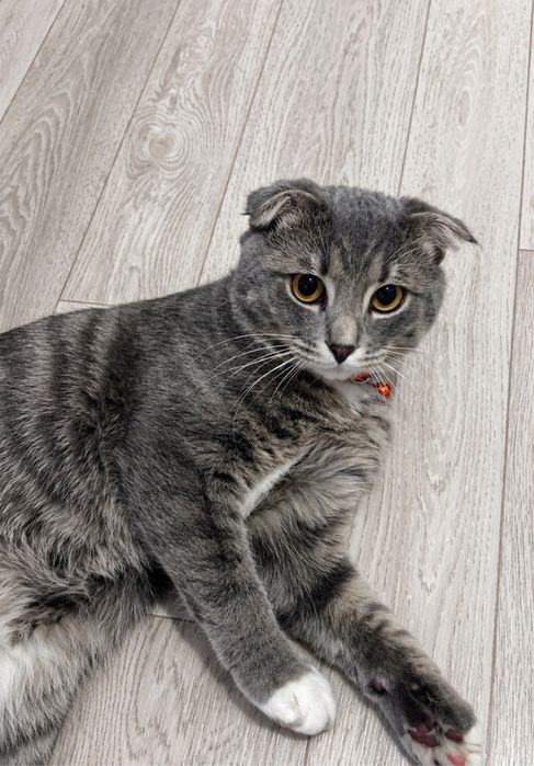 Шотландский вислоухий кот