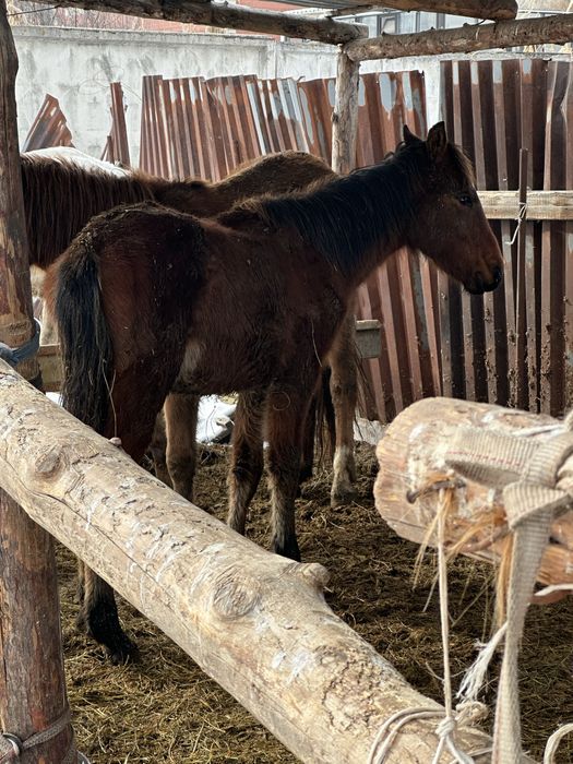 Тай жабагы жеребец жеребчик