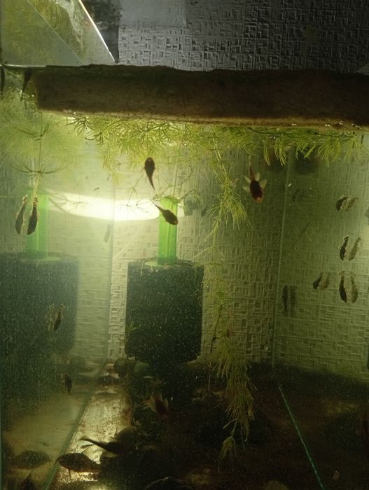 Продам малышей анцитрусов