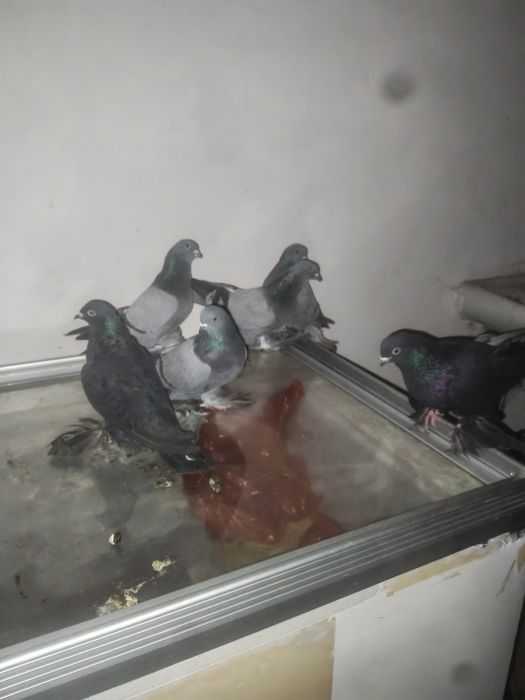 Продам игровых рантовых голубей